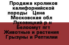  Продажа кроликов калифорнийской породы › Цена ­ 300 - Московская обл., Луховицкий р-н, Белоомут пгт Животные и растения » Грызуны и Рептилии   